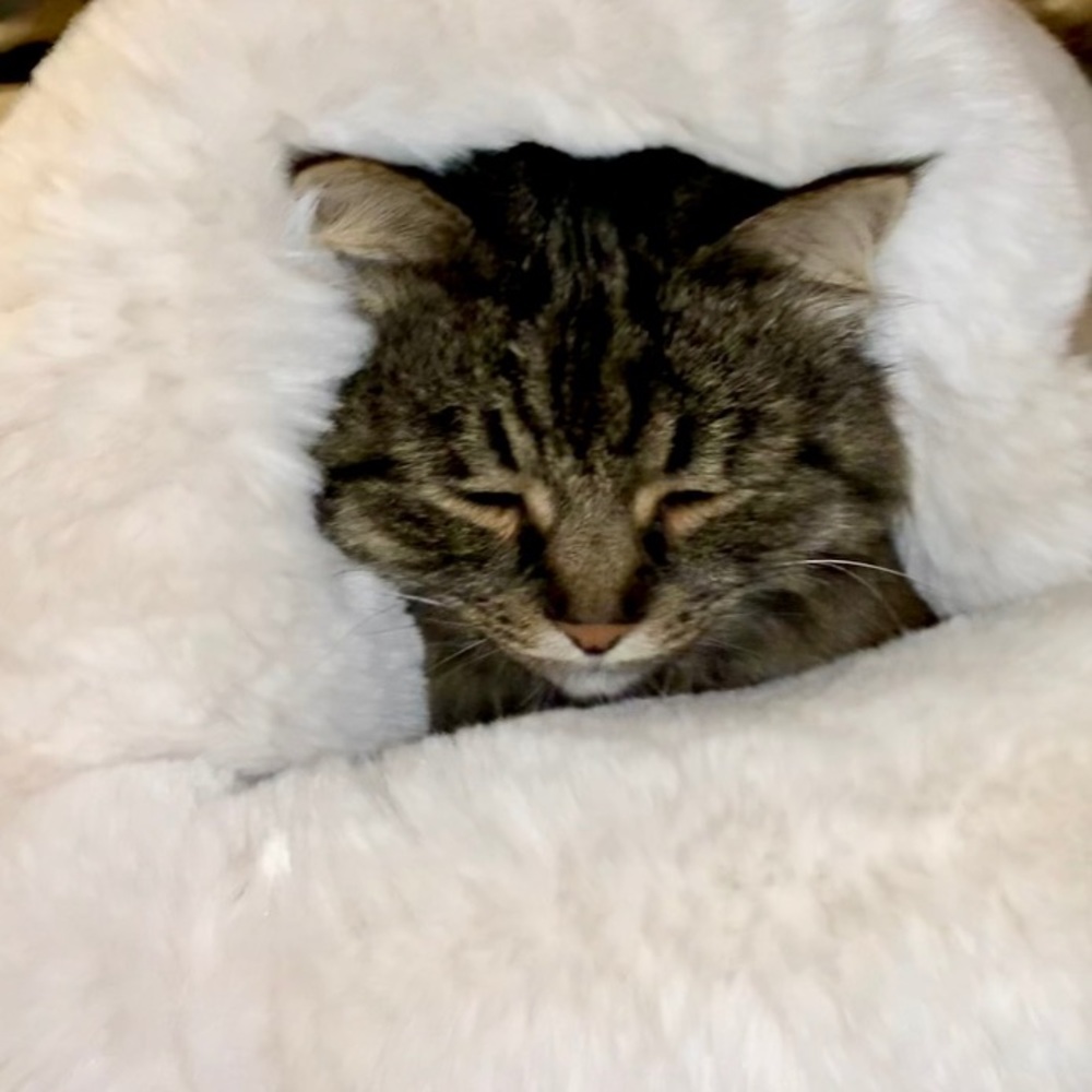 Meet your Posher, Elena